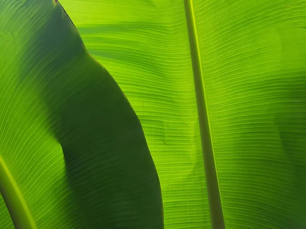 Свежезеленые Листья Банана Дереве — стоковое фото