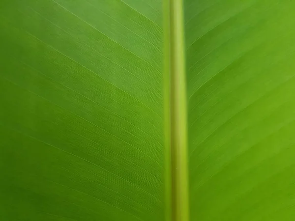 Detailed Fresh Green Banana Leaf Colsed Texture Background — Stock Photo, Image