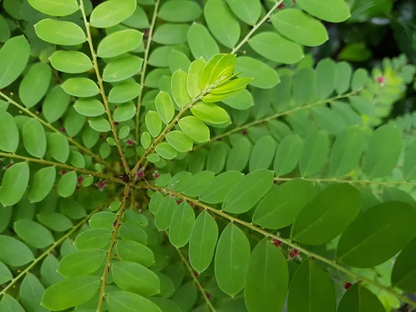 Hayatını yeşil kapalı Phyllanthus Pulcher ağaç üst, seçici odak üstünde belgili tanımlık dal tepe