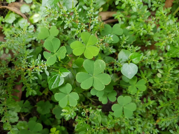 なグランド カバー植物 つ葉クローバーです 生きている植物 クローズ アップ 選択と集中 真の光の条件 — ストック写真