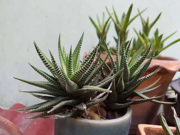 Pot Zebra Haworthia Dans Pépinière Attente Plantation Dans Jardin — Photo