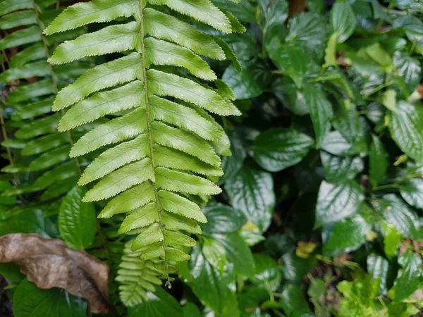 Fermé Feuilles Fougère Vertes Dans Jardin — Photo