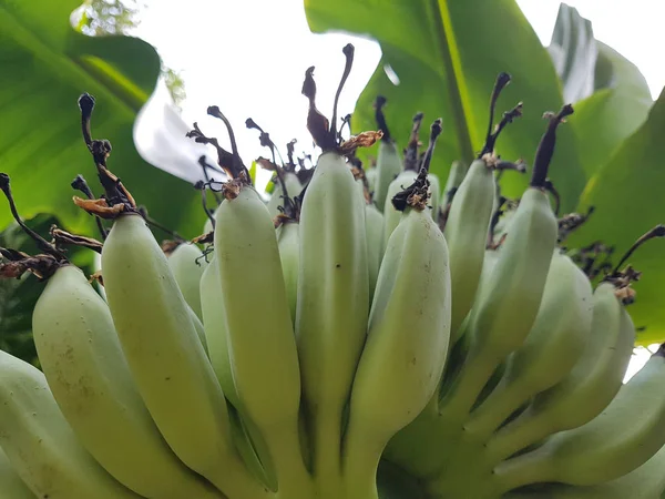 Молодой Банан Свежий Дереве Видя Листья Заднем Плане — стоковое фото
