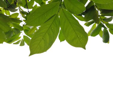 Gökyüzünde bir kopya alanı ile karşı karşıya Bhandari (Artabotrys siamensis) yaprakları dalları altında