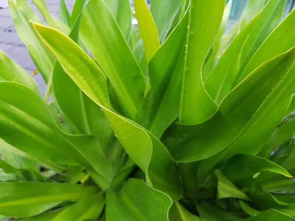 Seelilienpflanze Nach Dem Regen Frisch Und Grün — Stockfoto