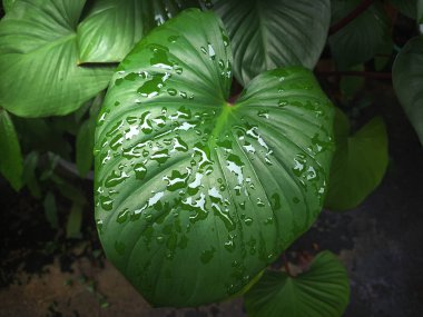 Yağmur sonrası Bahçe, yapraklarda bırak