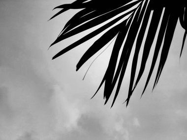 Siyah ve beyaz bulutlu gökyüzü dönük yaprakları palmiye