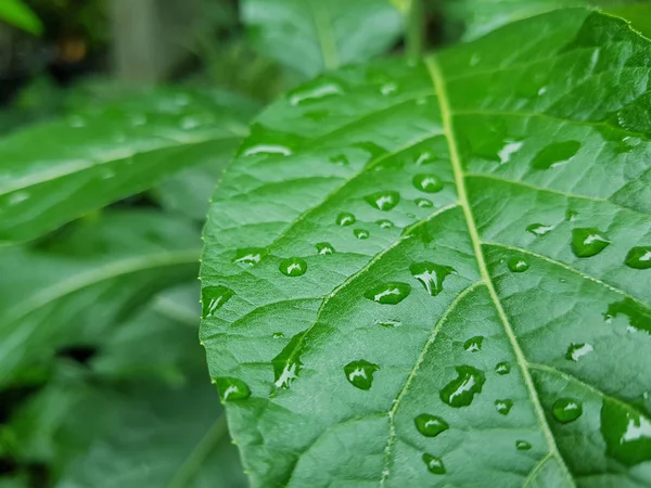 緑豊かな庭園での葉の上の雨の低下 — ストック写真