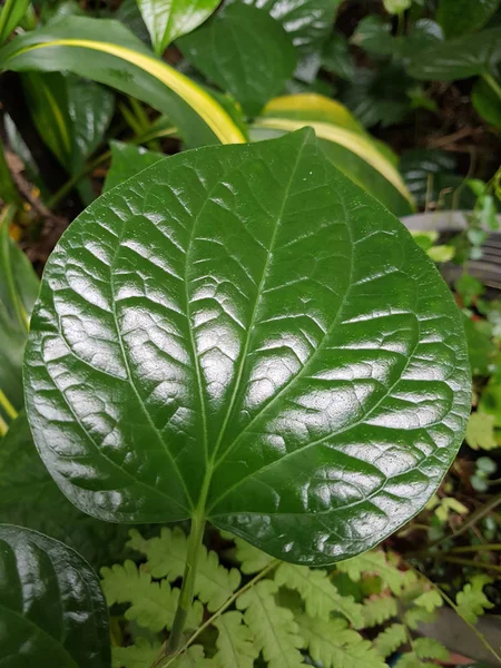 Πράσινο Φύλλο Cha Plu Piper Sarmentosum Στον Κήπο — Φωτογραφία Αρχείου