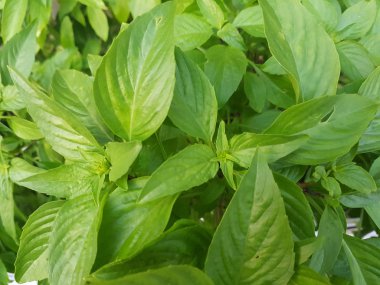 Tay fesleğen yaprağı