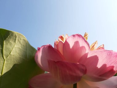 Kapalı pembe nilüfer çiçeği kabuğu ve yaprağı güneşli bir günde. 