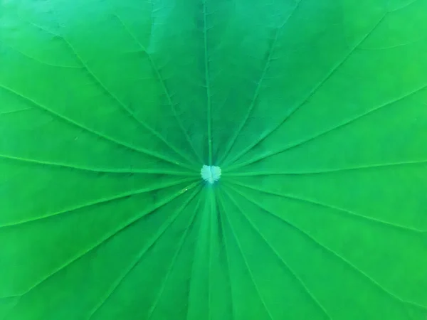 Fermé Fond Feuille Lotus Vert Frais — Photo