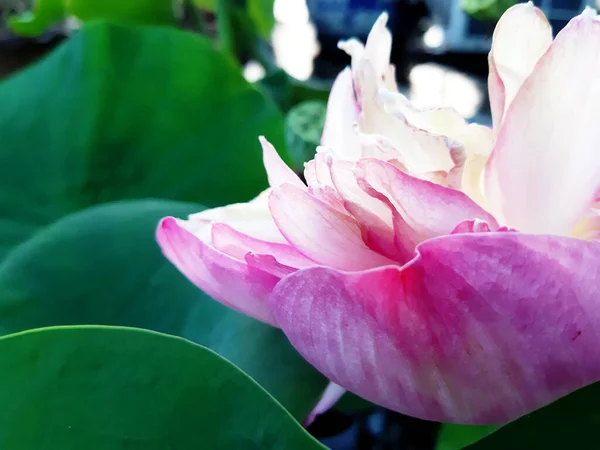 Fechado Rosa Flor Lótus Mostrar Bela Pétala Multi Camada — Fotografia de Stock