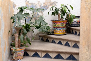 Three potted plants are on a set of steps, with one of them being a small tree. The plants are placed in colorful pots, and the scene has a lively. City of Puebla, Mexico, crafts
