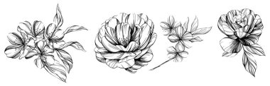 El çizimi çiçekler. Siyah ve beyaz çiçek koleksiyonu çizimi.