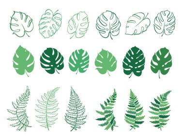 Yaprakları eğreltiotu ve monstera vektör çizimi
