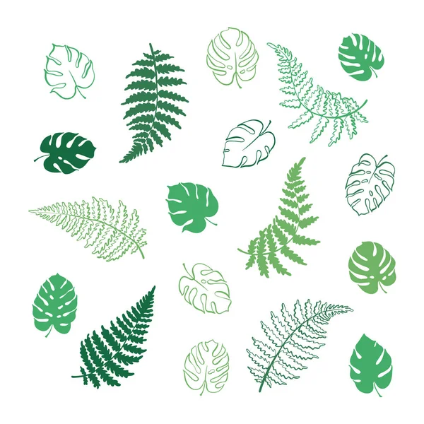 Vector illustration of fern and monstera leaves — Stock Vector