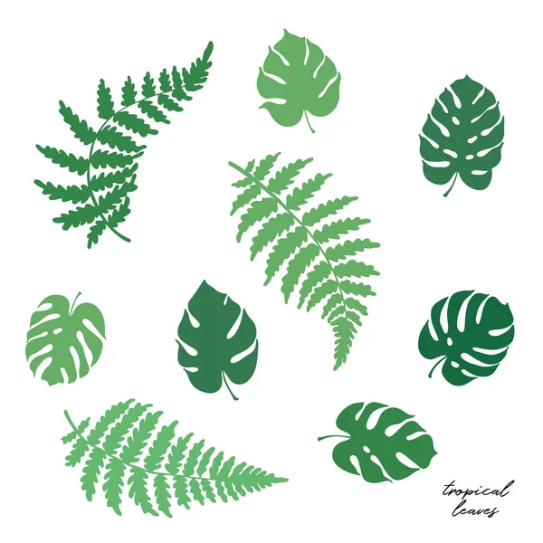 Ilustração vetorial de folhas de samambaia e monstera — Vetor de Stock