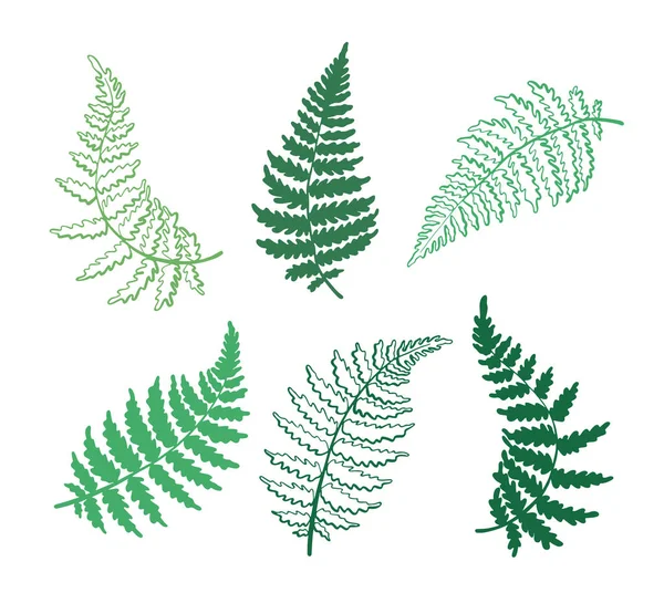 Vektorové ilustrace botanické listy kapradí — Stockový vektor