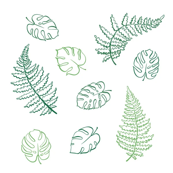 Illustrazione vettoriale delle foglie di felce e monstera — Vettoriale Stock
