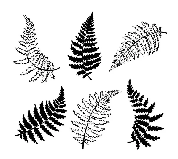 Illustrazione botanica vettoriale della foglia di felce — Vettoriale Stock
