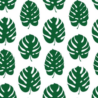 Monstera yaprak vektör botanik çizim