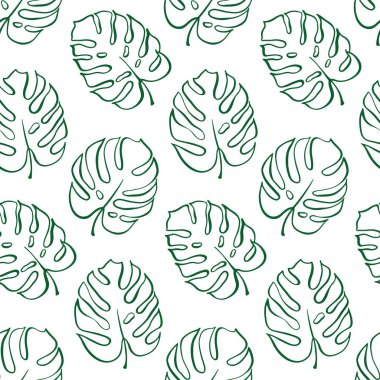 Monstera yaprak vektör botanik çizim