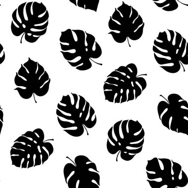 Monstera yaprak vektör botanik çizim