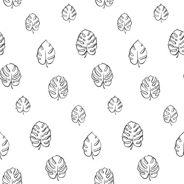 Monstera yaprak vektör botanik çizim