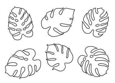 Monstera yaprak vektör botanik çizim