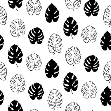 Monstera yaprak vektör botanik çizim