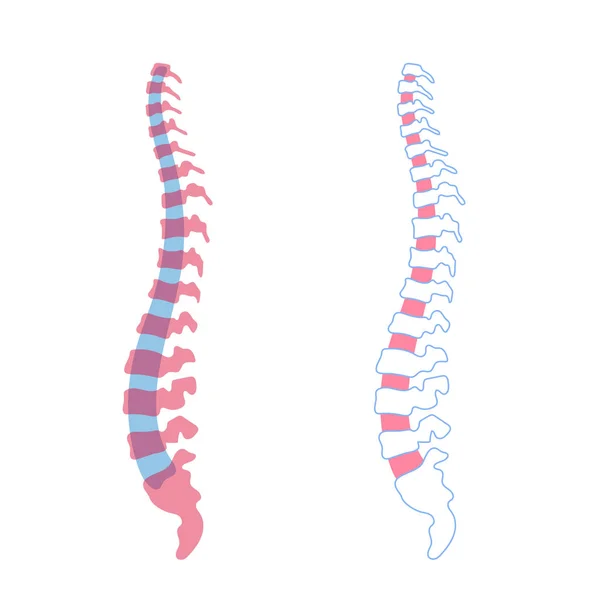 Ilustração da coluna vertebral humana vetorial —  Vetores de Stock