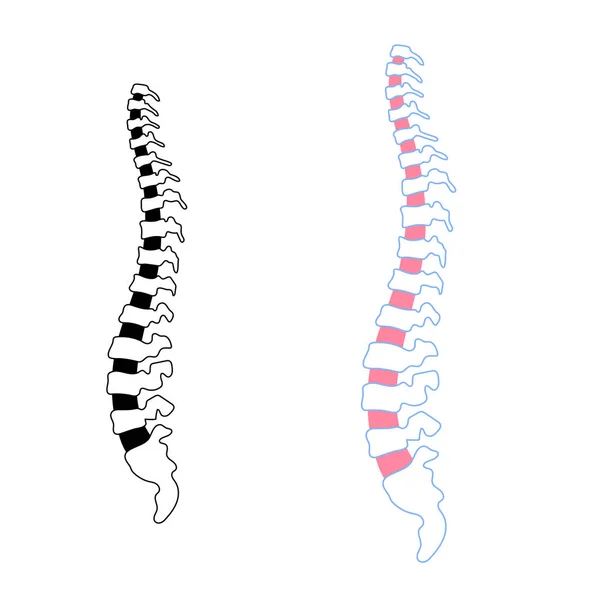 Illustrazione della colonna vertebrale umana vettoriale — Vettoriale Stock