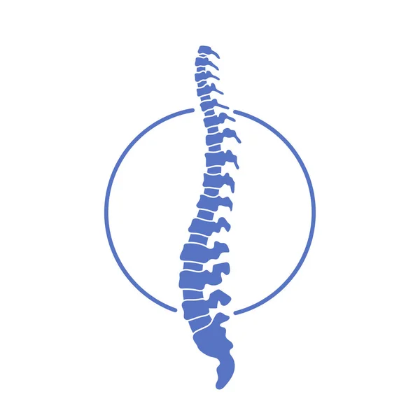Vector human spine  illustration — Stock Vector