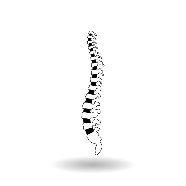 Vector human spine illustration — Stock Vector
