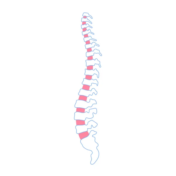 Ilustración vertebral humana vectorial — Archivo Imágenes Vectoriales