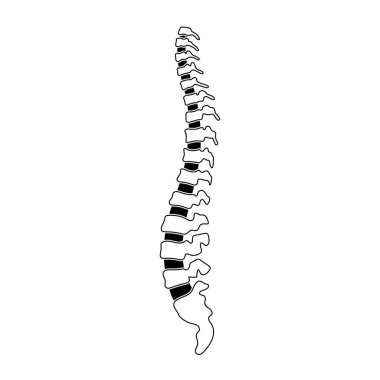 Vector human spine  illustration clipart