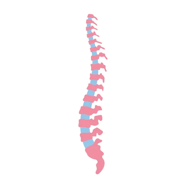 Ilustração da coluna vertebral humana vetorial —  Vetores de Stock