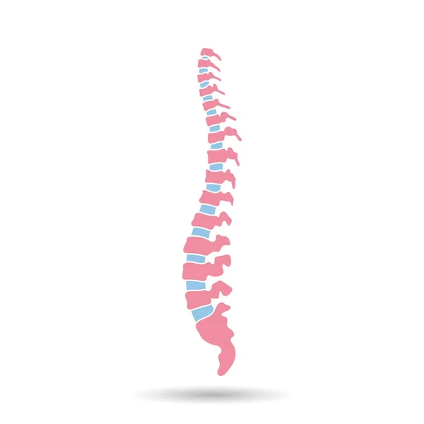 Ilustración vertebral humana vectorial — Archivo Imágenes Vectoriales