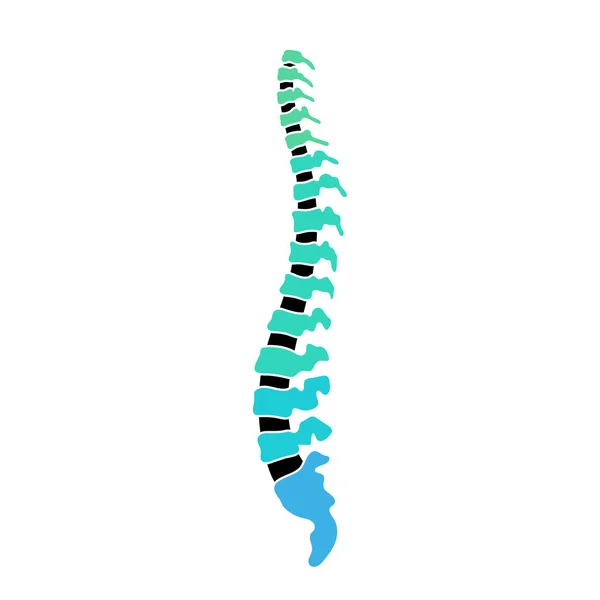 Estructura vertebral humana vectorial — Archivo Imágenes Vectoriales