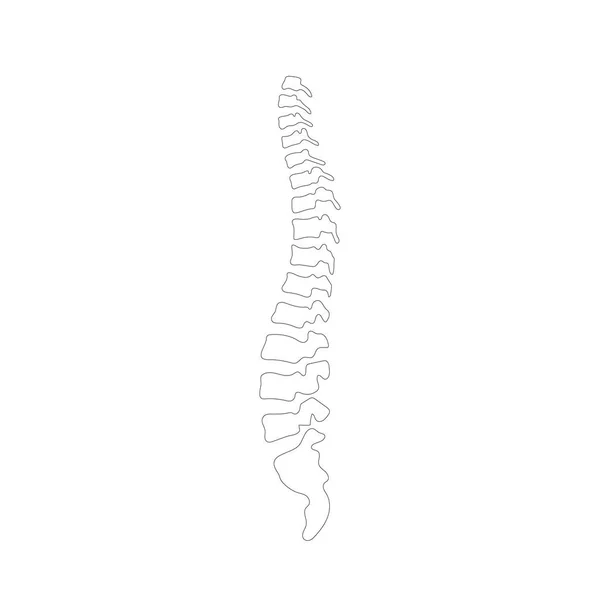 Vector human spine  illustration — Stock Vector