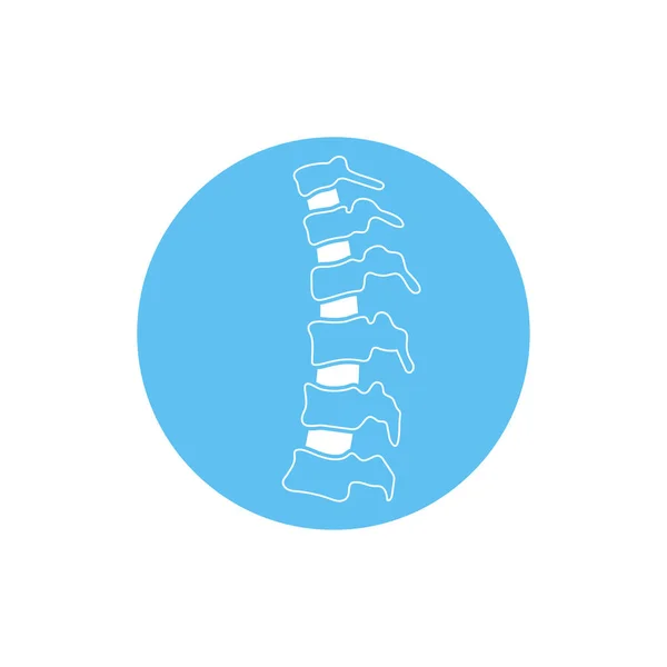 Ilustración vertebral humana vectorial — Vector de stock