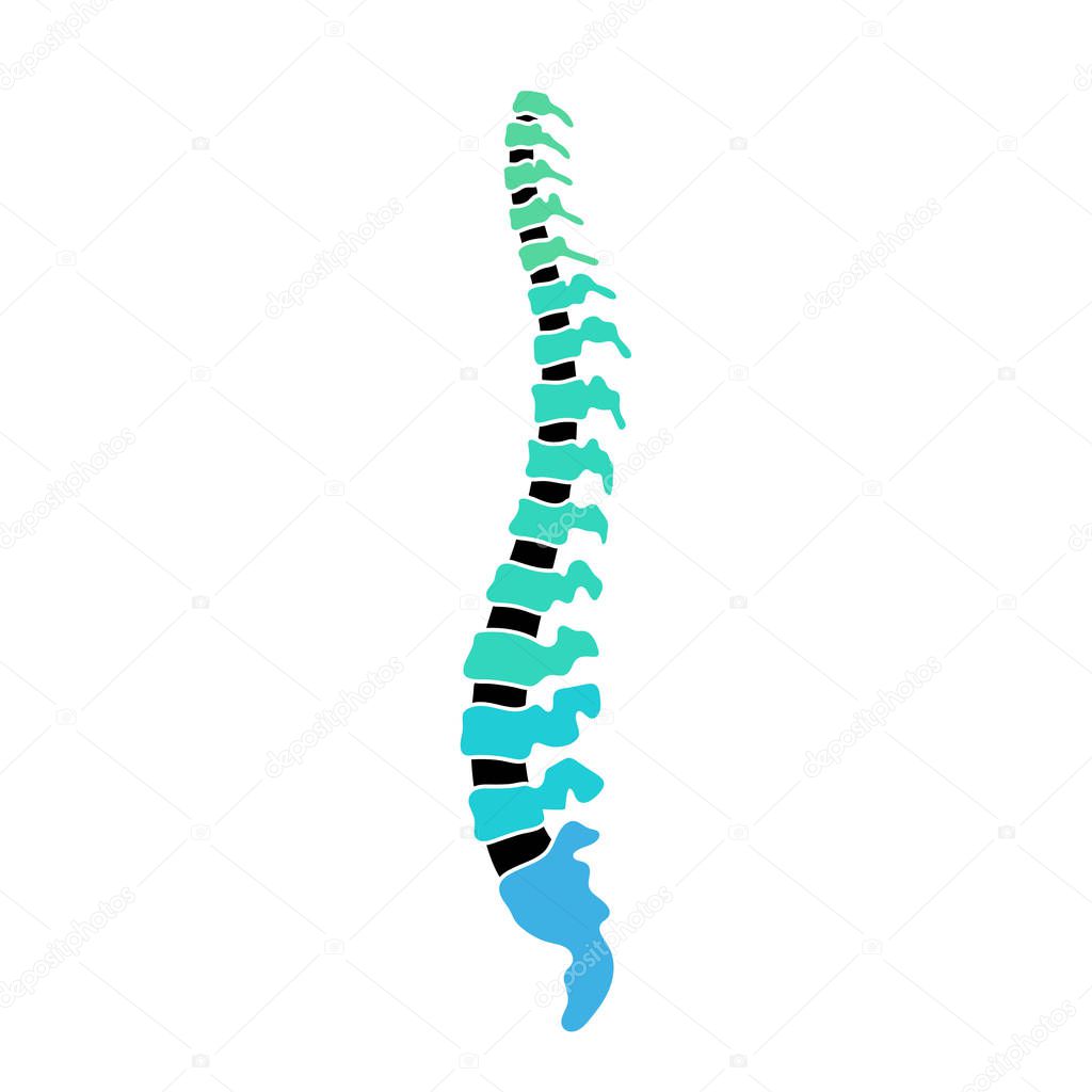 Vector human spine structure isolated silhouette illustration poster with cervical, thoracic, lumbar, sacrum, coccyx vertebrae. Medical logo element. Vertebra icon symbol design. Concept of scoliosis