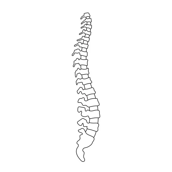 Vectorillustratie menselijke wervelkolom — Stockvector