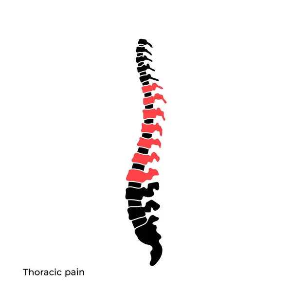 Estrutura da coluna vertebral humana vetorial —  Vetores de Stock