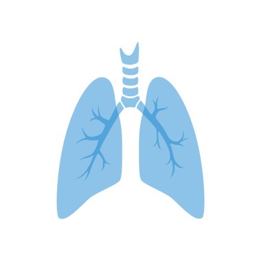 Akciğerin izole edilmiş vektör illüstrasyonu