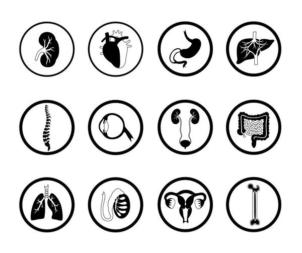 Vector illustration of donor organs
