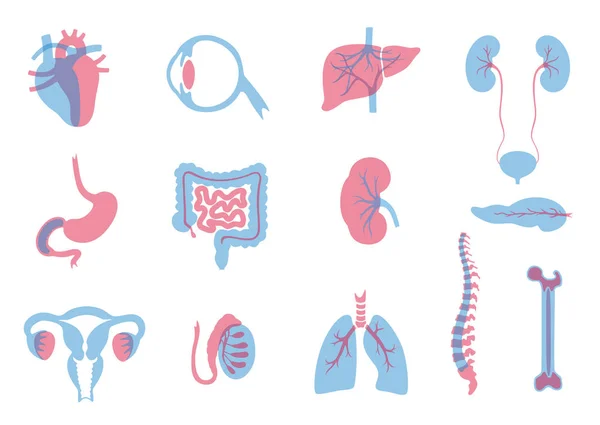 Векторні ілюстрації донорських органів — стоковий вектор