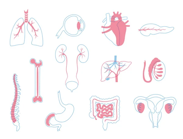Векторні ілюстрації донорських органів — стоковий вектор