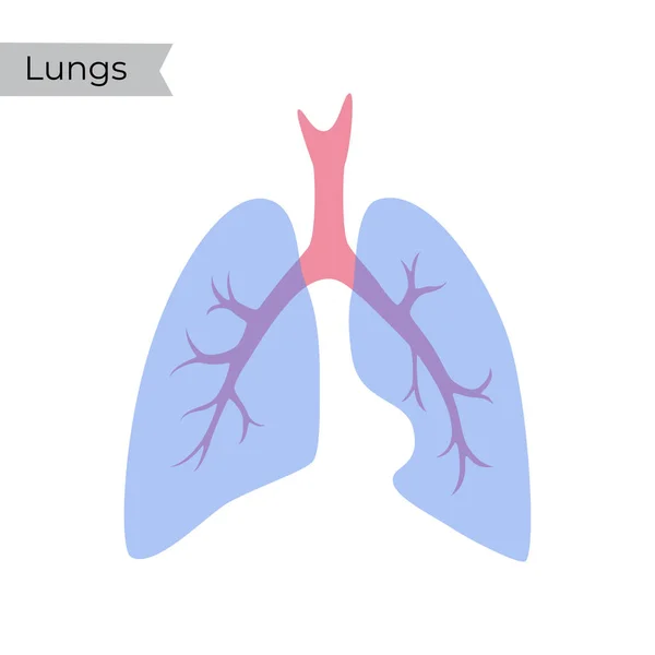 벡터가 분리 된 폐의 그림 — 스톡 벡터
